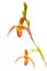 Phragmipedium Nairmont orchid