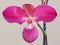 Phragmipedium schlimii Orchid