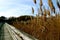 Phragmites along a boardwalk trail