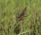 Phragmites australis, also called common reed or reed