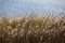 Phragmites australis, common reed - dense thickets in the daylight, lake water surface in the background, back lit.