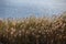 Phragmites australis, common reed - dense thickets in the daylight, lake water surface in the background, back lit.