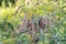 Phragmites australis, common reed flowers closeup selective focus