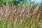 Phragmites australis Common Reed. Nature grass background
