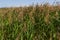 Phragmites australis is a herbaceous perennial bluish-green plant of the grass family, with a long creeping rhizome
