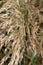 Phragmites australis, Poaceae