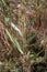 Phragmites australis, Poaceae