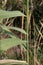 Phragmites australis, Poaceae