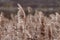 Phragmites australis pretty dried up common reed in autumn waving in the wind near the river dry blue sky pampas soft plant grass