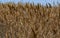 Phragmites australis - thickets of dry yellow reeds in Sukhoi estuary