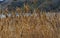 Phragmites australis - thickets of dry yellow reeds in Sukhoi estuary