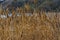 Phragmites australis - thickets of dry yellow reeds in Sukhoi estuary