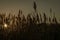 Phragmites backlit by rising sun