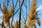 Phragmites and branches in the sky