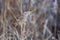 Phragmites - dry reed flowers growing on the bank of a pond with beautiful bokeh