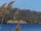 Phragmites in the Foreground with a Lake and a Bridge in the Background