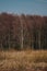 phragmites in front of trees