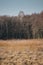 phragmites in front of trees