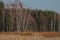 phragmites in front of trees