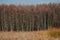 phragmites in front of trees