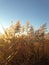 Phragmites Grass in the Field the Fall.