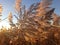 Phragmites Grass in the Field the Fall.