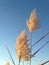 Phragmites Grass in the Field the Fall.