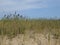 Phragmites Grass on Gunnison Beach.