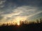 Phragmites Grass during Sunset on Nickerson Beach.