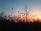 Phragmites Grass and a Tree during Sunset.