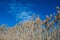 Phragmites high dry marsh grass in wetlands swamp