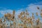 Phragmites high dry marsh grass in wetlands swamp