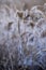 Phragmites - a massive reed blade, covered with hoarfrost growing on the edge of a pond. In the background dense reeds