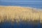 Phragmites perennial grasses in wetlands.