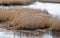 Phragmites perennial grasses in wetlands.