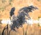 Phragmites reed next to the River