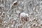 Phragmites snow covered in snow