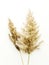 Phragmites on white