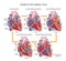 Phrases of the cardiac cycle