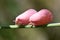 Phromnia rosea