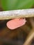 Phromnia rosea