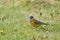 Phrygilus patagonicus, Patagonian sierra finch is a species of bird in the family Thraupidae with yellow body and grey head.