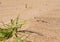 Phrynocephalus ornatus , Striped Toad Agama in desert