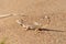 Phrynocephalus ornatus , Striped Toad Agama on desert ground