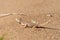 Phrynocephalus ornatus , Striped Toad Agama on desert ground