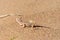 Phrynocephalus ornatus , Striped Toad Agama on desert ground