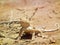 Phrynocephalus persicus , Persian toad-headed agama in desert