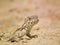 Phrynocephalus persicus , Persian toad-headed agama in desert