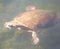 Phrynops hilarii, Hilaireâ€™s toadhead turtle or side-necked turtle, freshwater Chelidae.