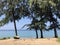 Phuket sea and beach forest with blue sky